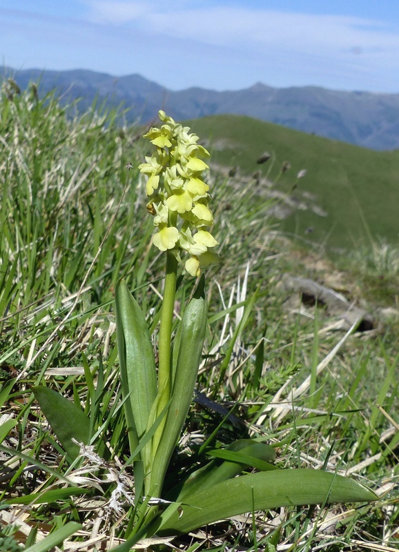 Monte Doro e Cima della Laghetta, le orchidee e i loro ambienti - luglio 2025.